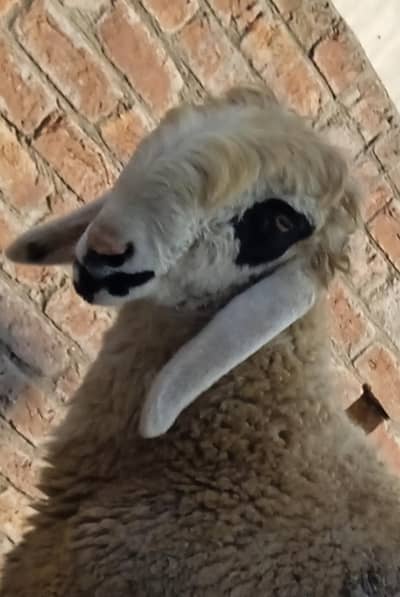 Big Dasi Chatra or Mundra Healthy And Active For Sale