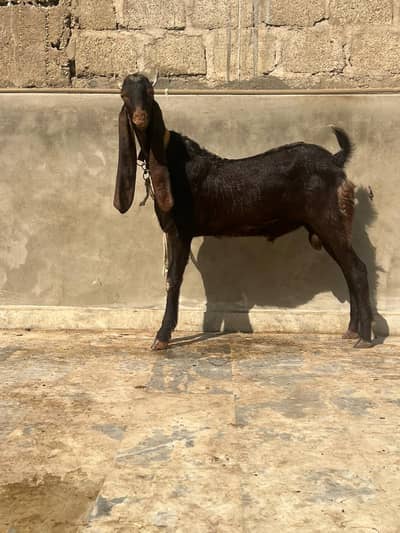 pure nassi kamori bread