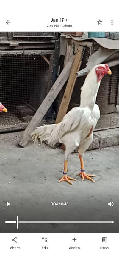 white king oh shamo  young patha available.