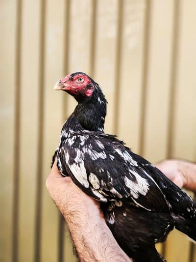 High quality cheeni Madi for sell