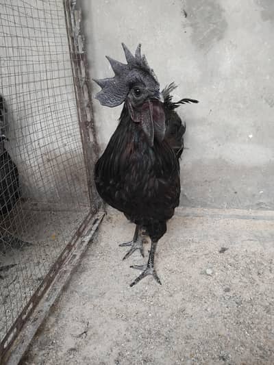 Ayam Cemani Breeder Male, Grey Tongue