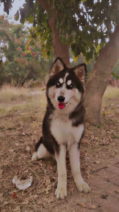 Husky Dog For sell | All Vaccines clear | More details inbox