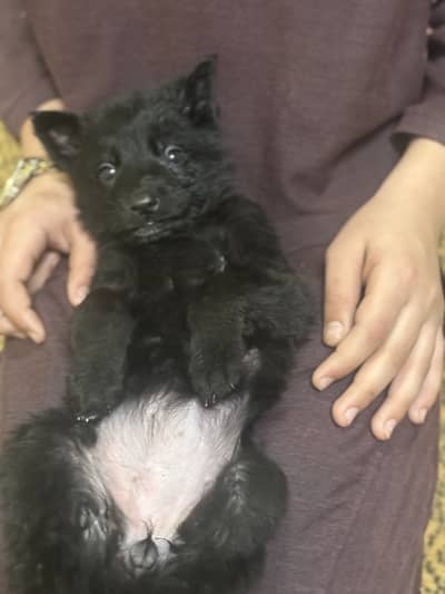 German shephered puppies|Dogs|imported blood line |German Shepherd