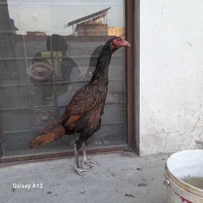 aseel murgi for sale