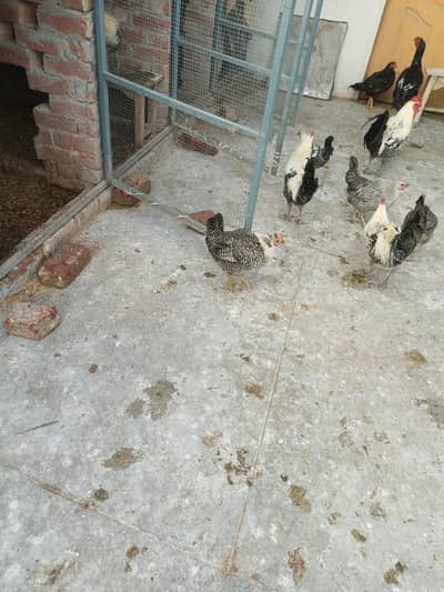 Pure Fayoumi murghay (male only )