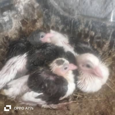 sharazi family for sale