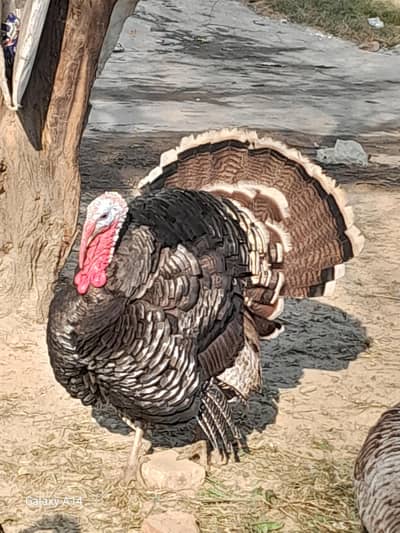 Turkey birds breeder Pair And Eggs for Sale