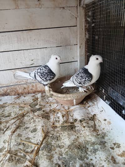 Black cherry sentinent  female 3044349027