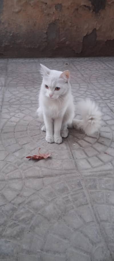 Russian cat for urgent sale