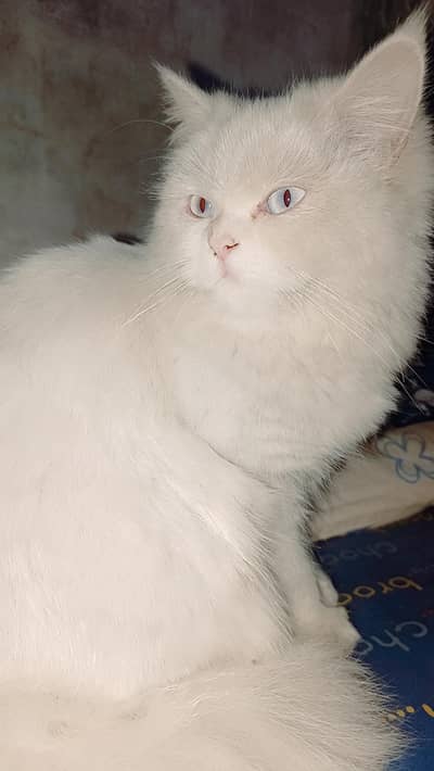 Persian cat for sale