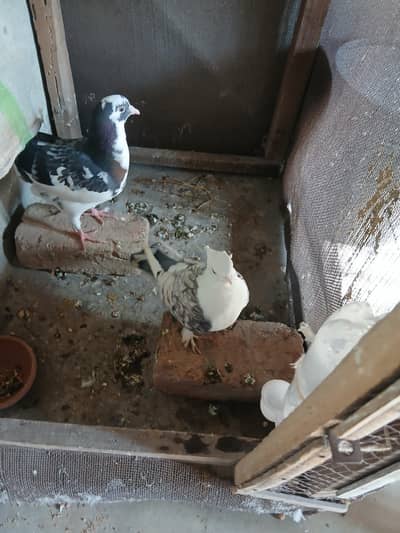 common cherry Sentinent female 3417364953