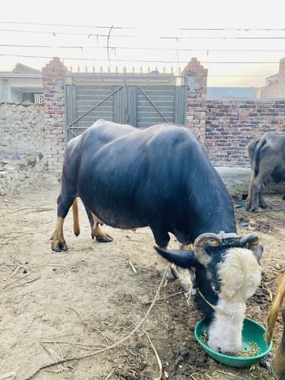 3دفعہ سوئی ھے چوتھی دفعہ سوئنے والی