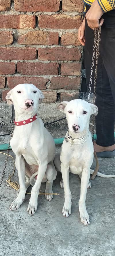 Beautiful Gultair Pair for sell