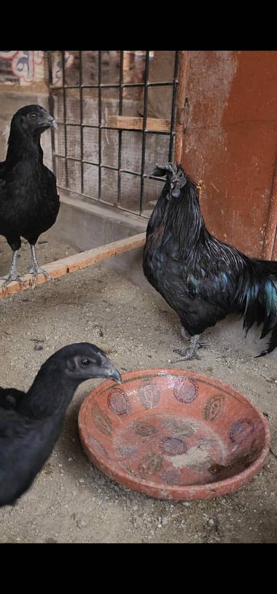 Ayam cemani