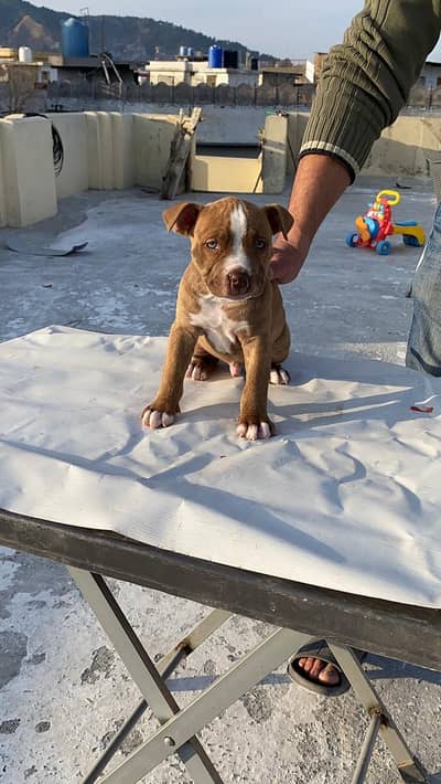 American Pitbull Terrior puppies