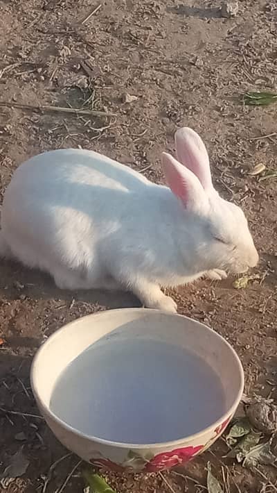 pure newzerland breader red eye rabbit