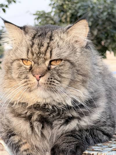 Persian cat for sale