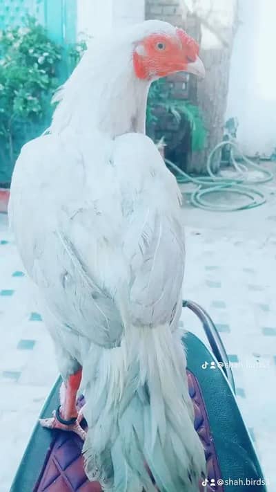 aseel Paperwhite hera male