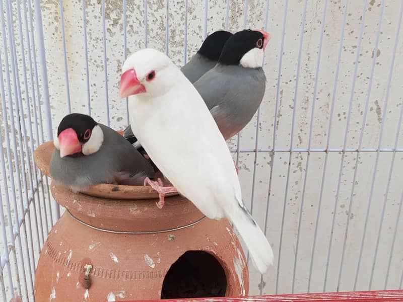 Java for Sale 4pcs 0