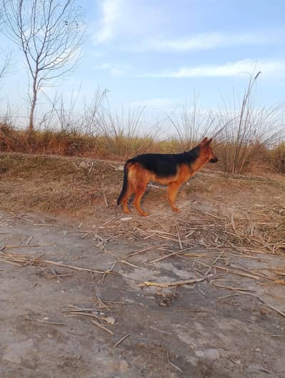 Female German shepherd (Alsection)