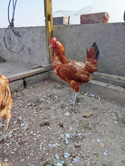 golden murgiya for sale