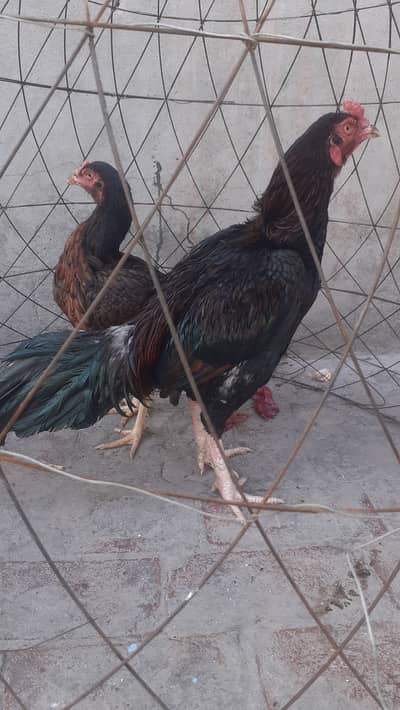 Rs. 13000 full and final price