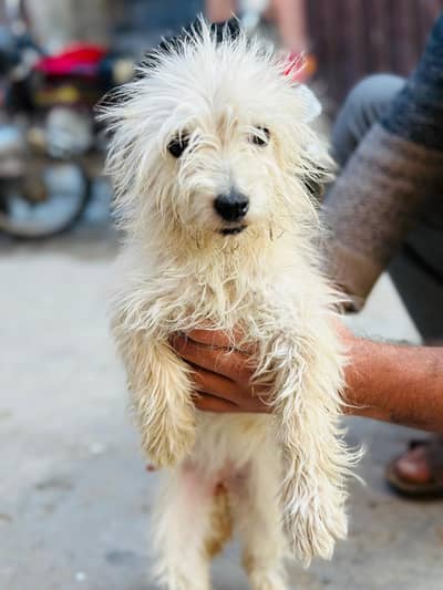 Maltipoo Female Dog Healthy and Active