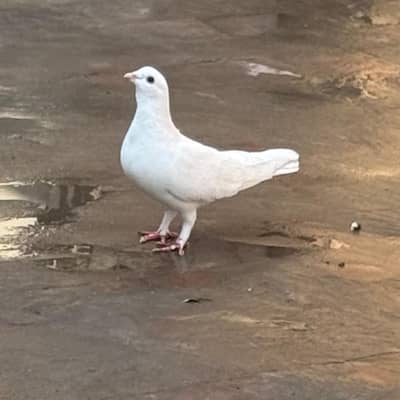Fancy Pigeons Different Types