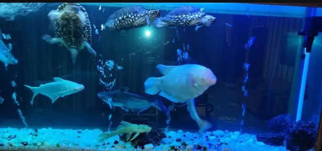 Fishes are for sale what the multiple ages