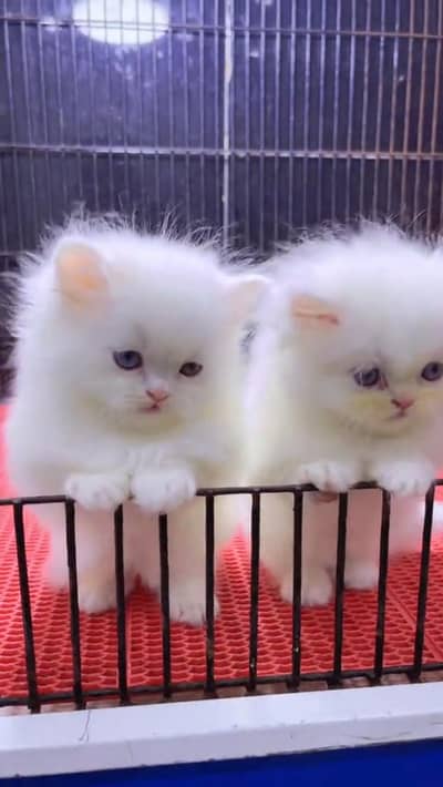 cat beautiful information my WhatsApp 0342===========9369========990