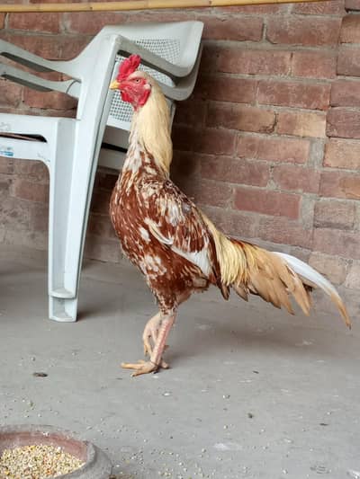 1 Aseel cock . . 2 dessi hens for sale