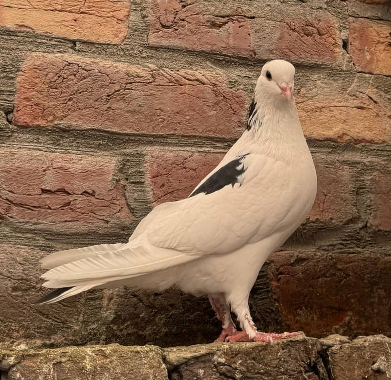 Fancy Pigeons Different Types 3
