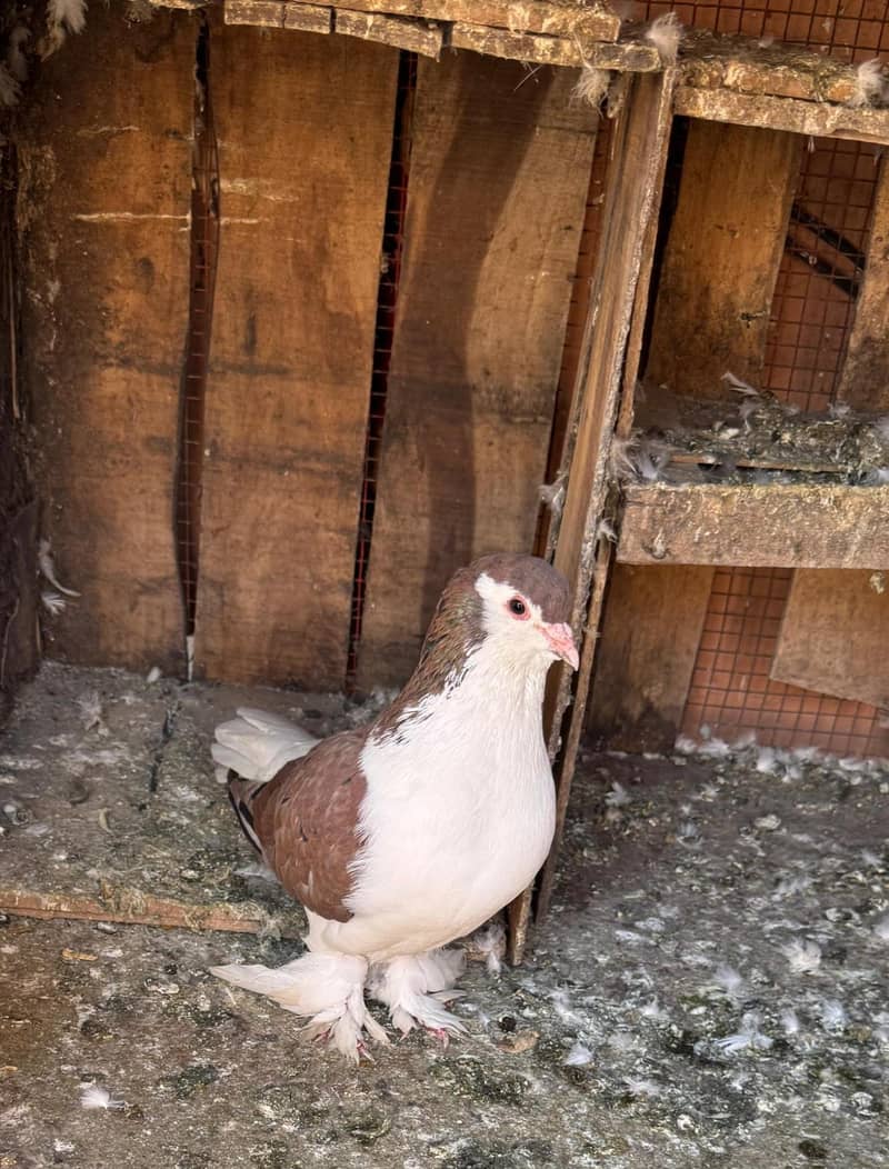 Fancy Pigeons Different Types 4