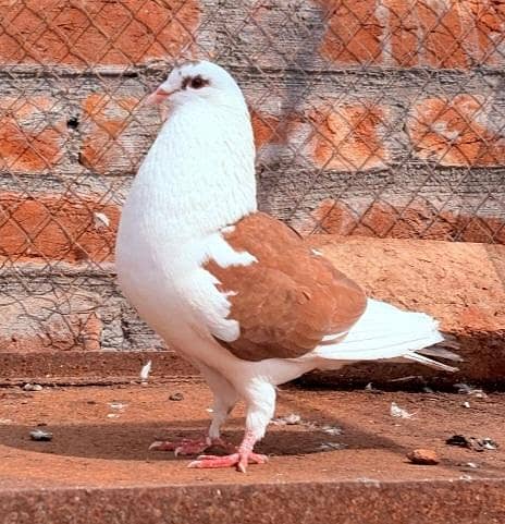 Fancy Pigeons Different Types 7