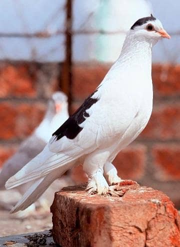 Fancy Pigeons Different Types 9