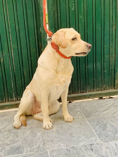 Labrador female