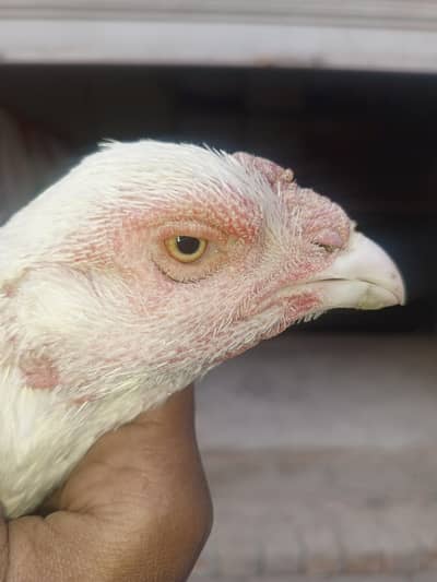 aseel white Hira Madi