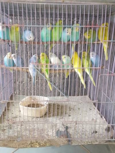 colorfull budgies phatty