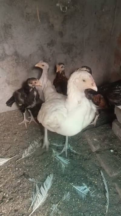 Hera aseel madi 03083071000.03017020091