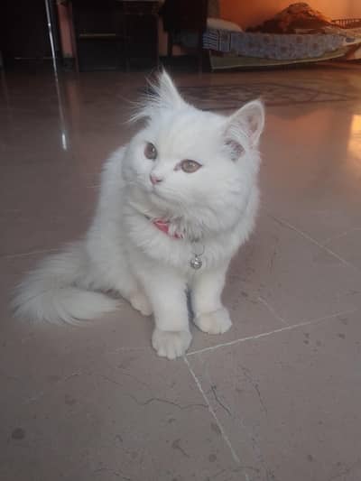 Urgent Persian Triple coat kitten For Sale