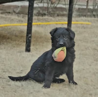 Black Shepherd Long coat male puppy