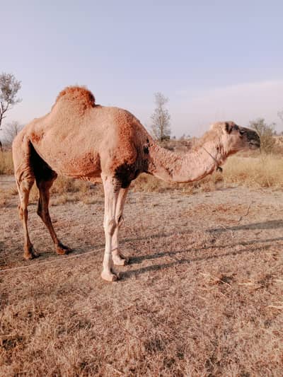 اونٹنی برائے فروخت 03125173572