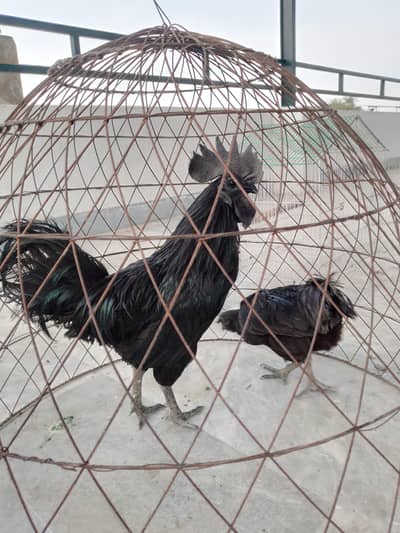 Ayam cemani and aseel pair