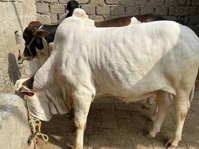 mashallah nukra bachra jori for sell