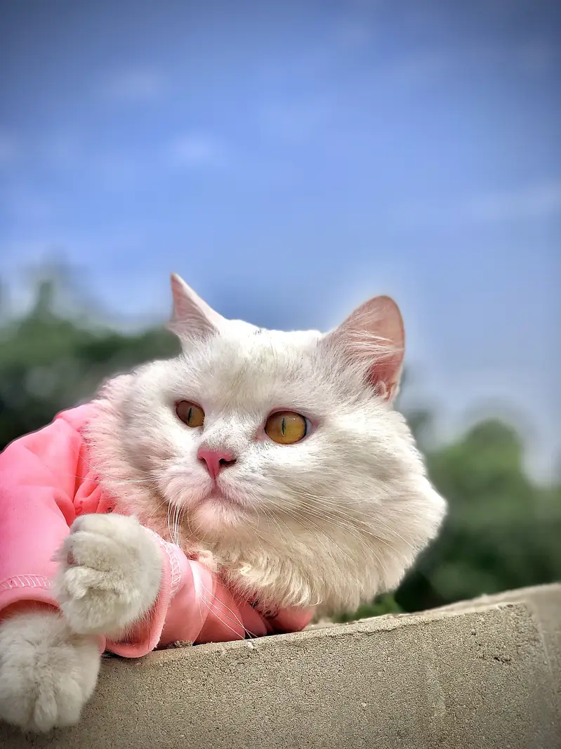 CAT FOR SALE