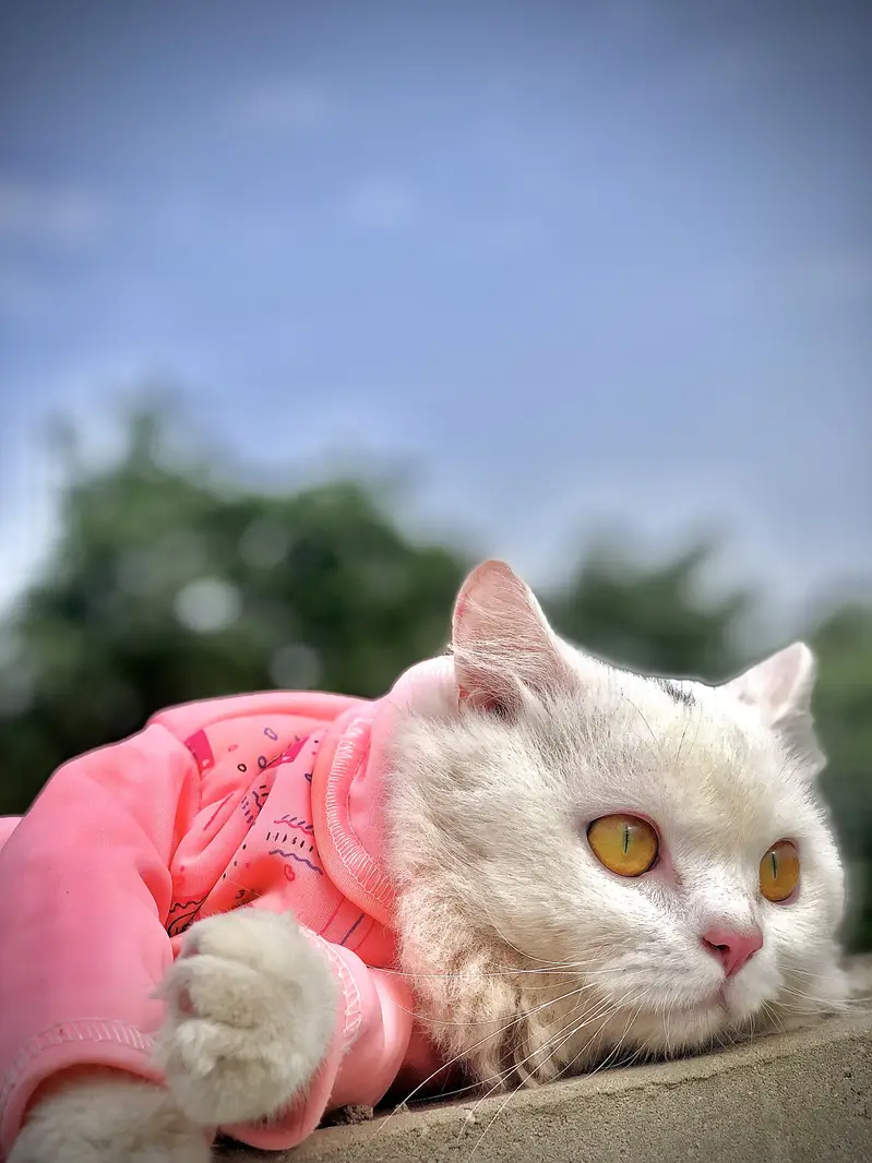 CAT FOR SALE — photo 2