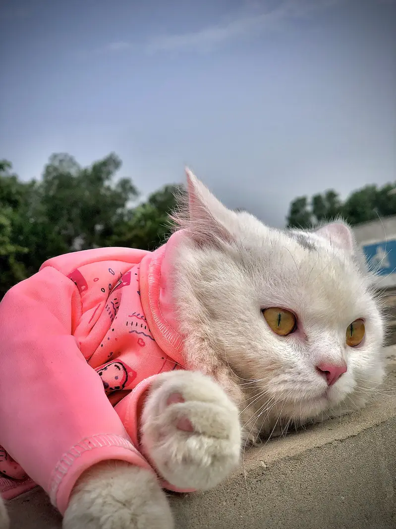 CAT FOR SALE — photo 3