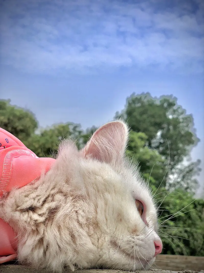 CAT FOR SALE — photo 4