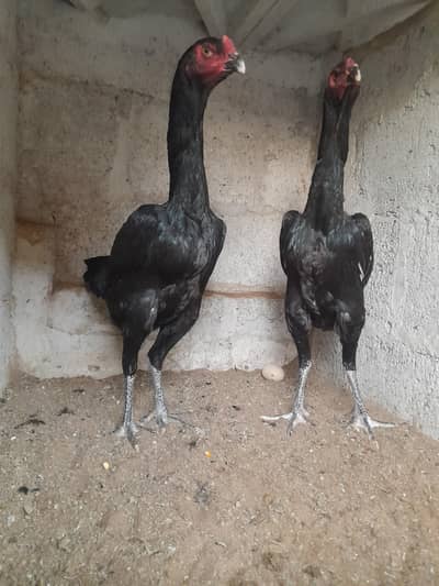 Black German O Shamo Trio