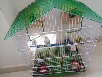 Budgies urgent sale